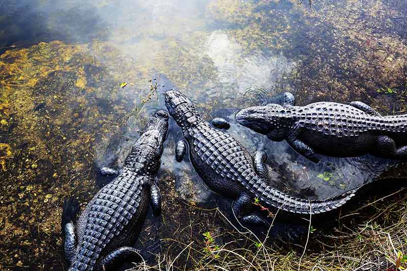 what is florida national parks three alligators in the water