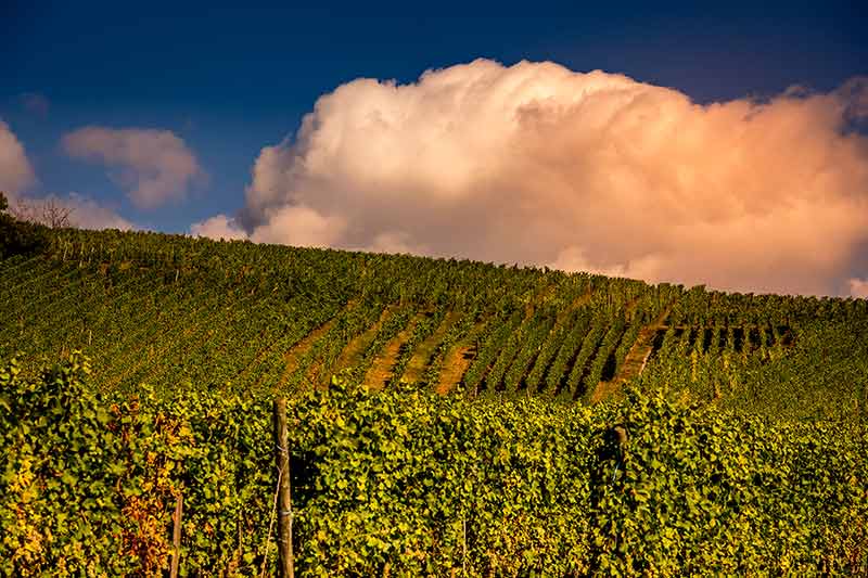 Vineyards On The Wine Road, Alsace