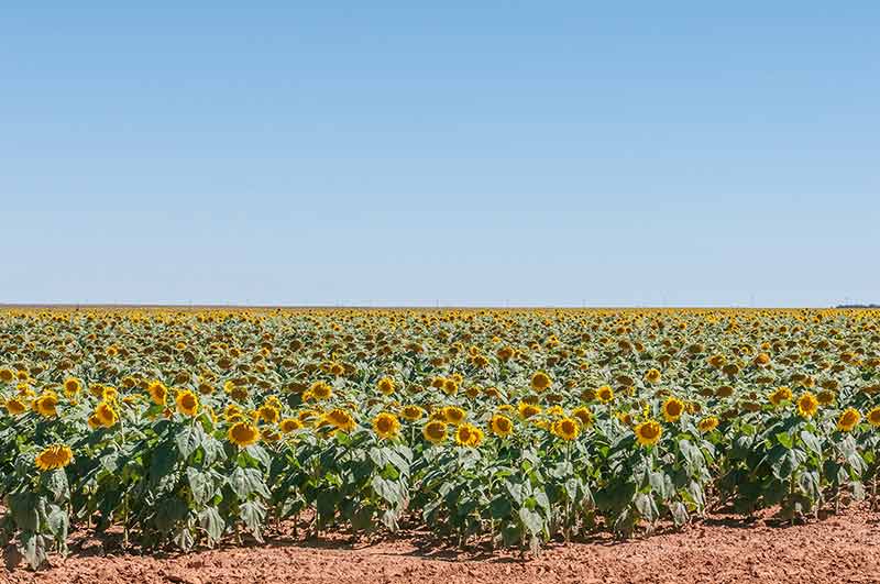 Field Of Sunflowers