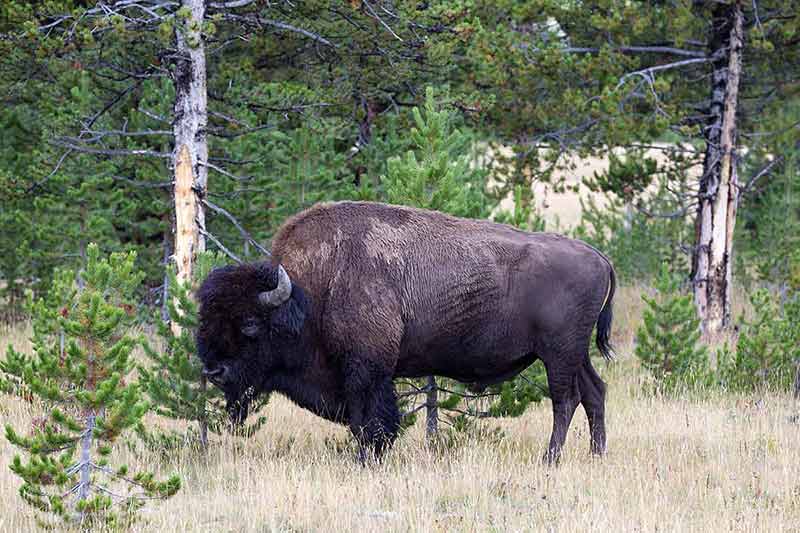 North American Buffalo Grazing