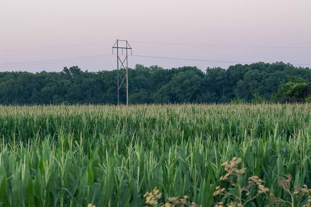 Nebraska Corn Field In The Summer Time