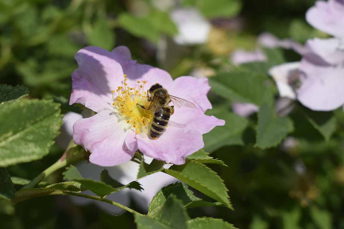Honey Bee Is Collecting Pollen On Flower