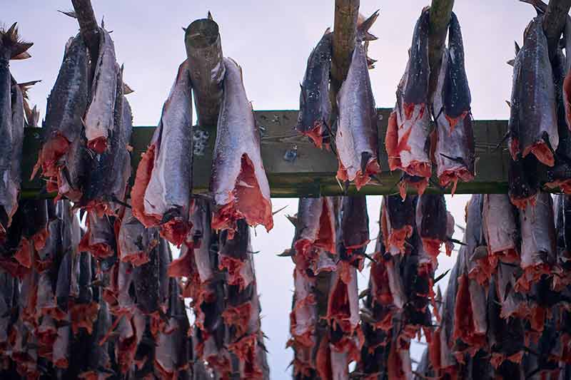 Air Drying Of Salmon Fish