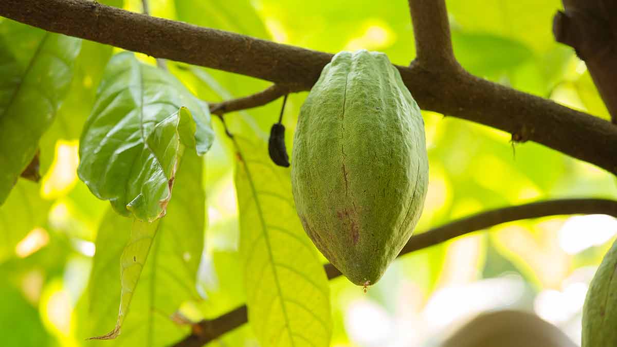 Cacao Pods On Tree, Cacao Farm Tree