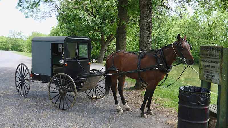 Amish Horse And Buggy Tied Up Waiting