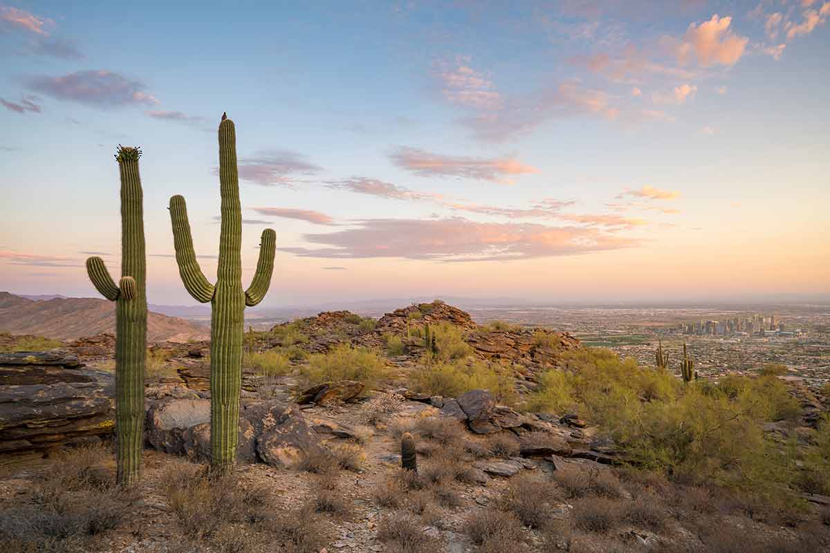 View Of Phoenix With Saguaro Cactus