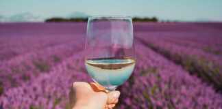 Female Hand With White Wine Glass On A Lavender Fields