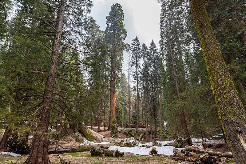 Giant Sequoia Trees In Yosemite Park