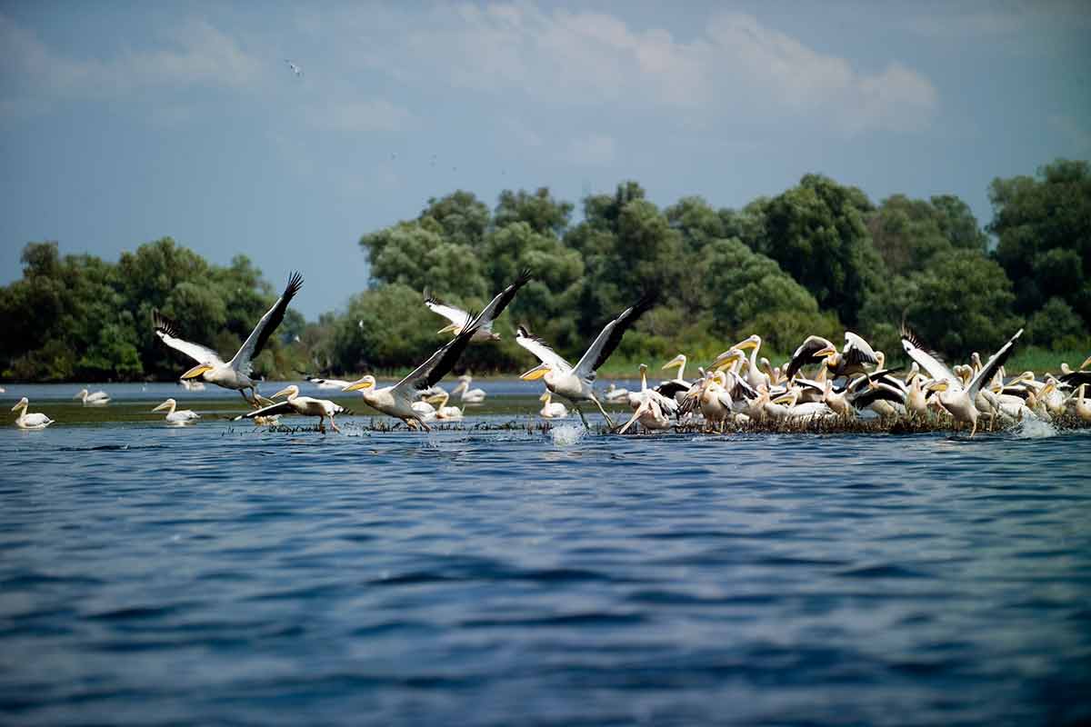 Wild Pelicans In The Danube Delta