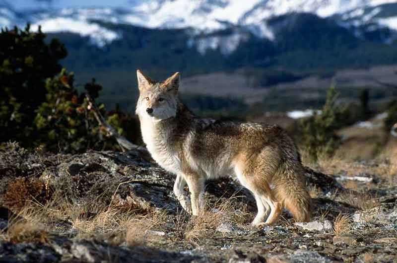 Coyote In The Mountains