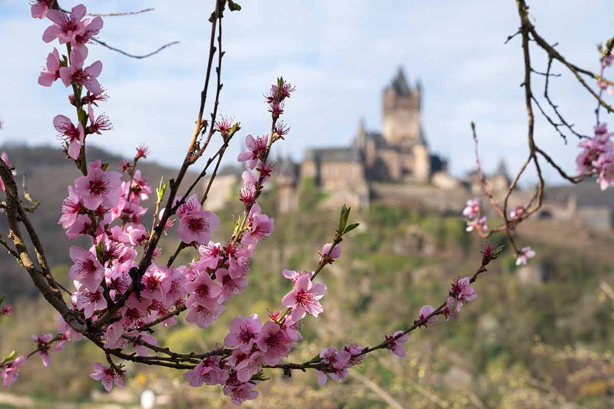 what is the best time of year to visit germany peach blossoms and the castle blurred in the background