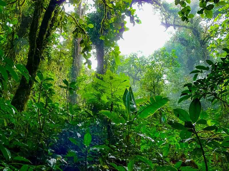 what is the best time to visit costa rica lush jungle