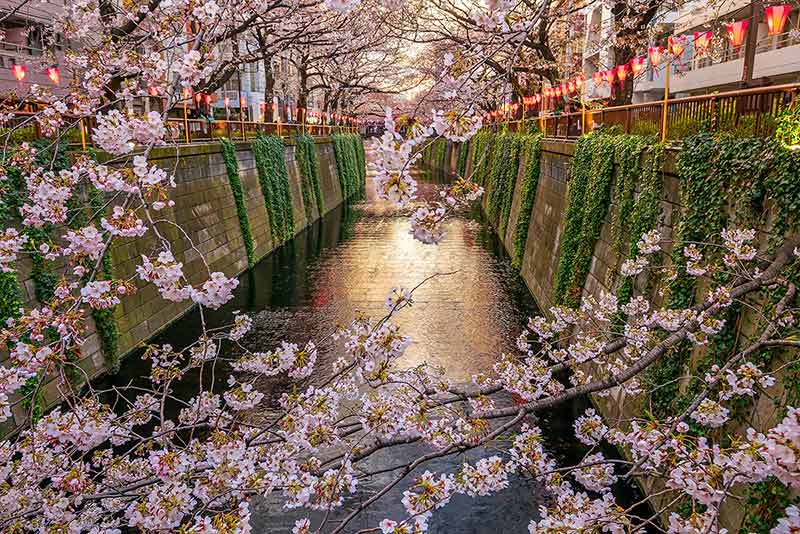 Cherry Blossom Or Sakura At Meguro Canal In Tokyo, Japan
