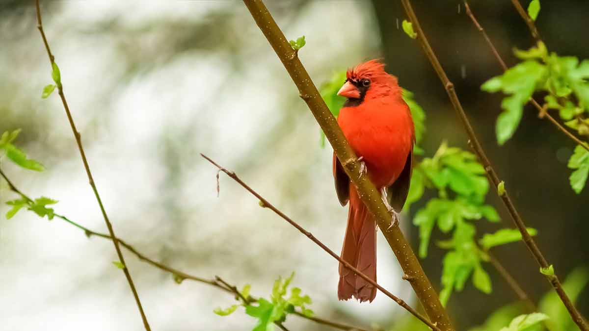 Male Northern Cardinal In An Oak Tree In Winter