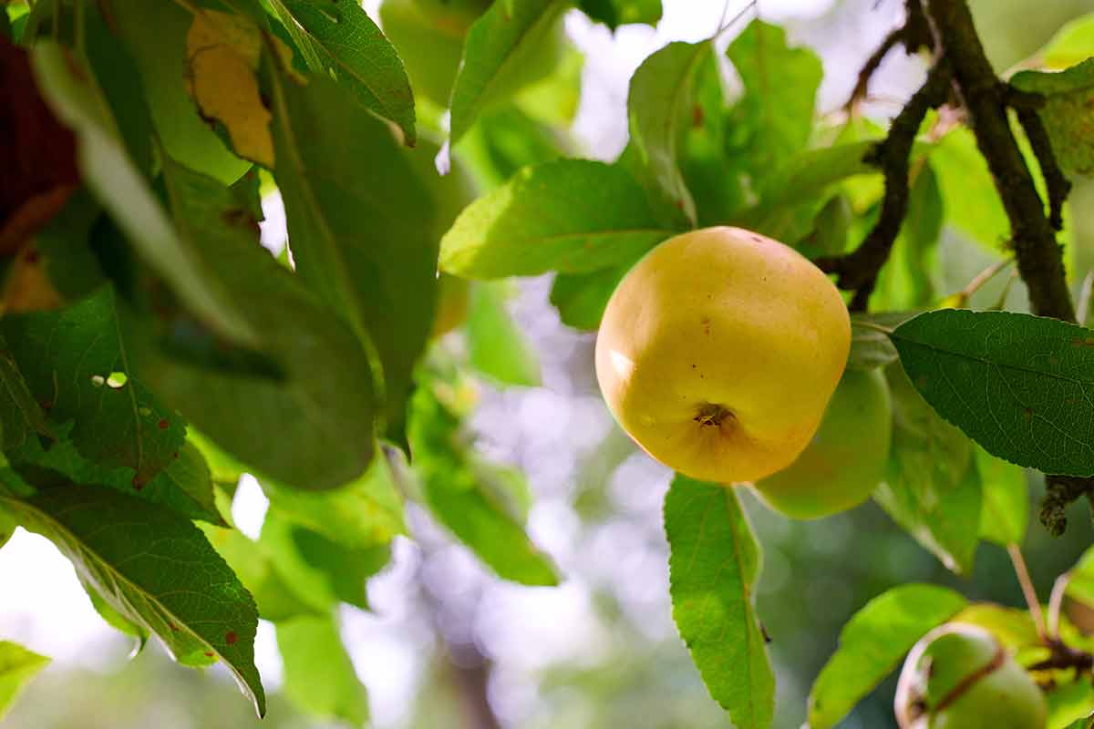 Golden Delicious Organic Fruit Growing On A Cultivated Or Sustainable Farm