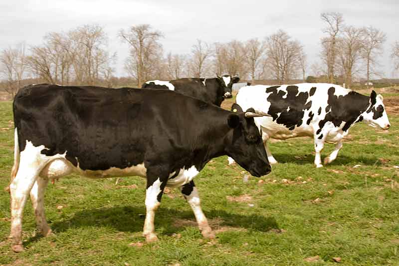 Wisconsin Holstein Dairy Cows
