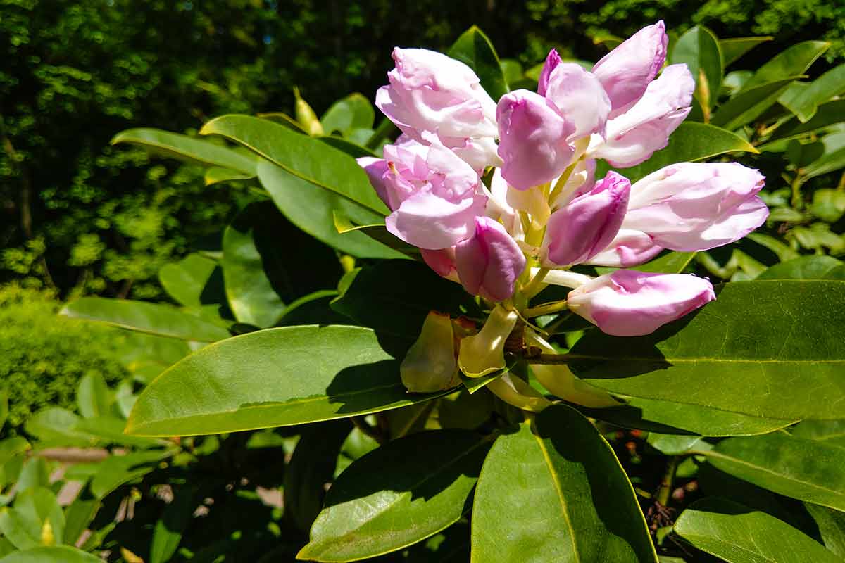 Creamy White Southern Magnolia Flower Blossom