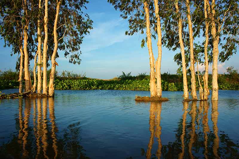 Wonderful Landscape, Vietnam Countryside, Mekong Delta