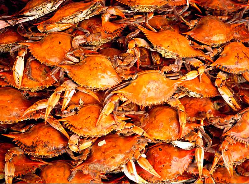 Steamed Maryland Blue Crabs