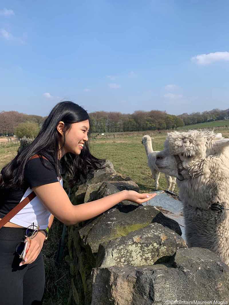 what to do in Sheffield girl feeding an alpaca