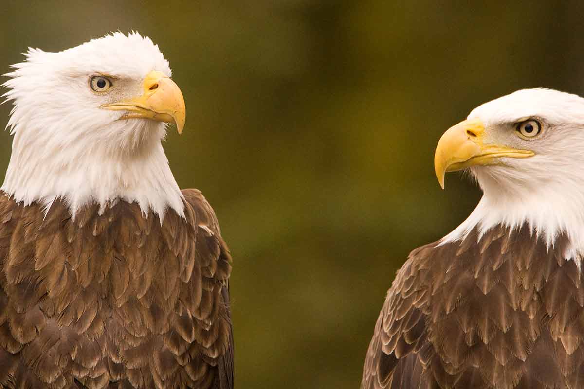 what to do in fremont bald eagles