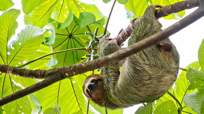 when is best time to visit costa rica sloth hanging on a branch