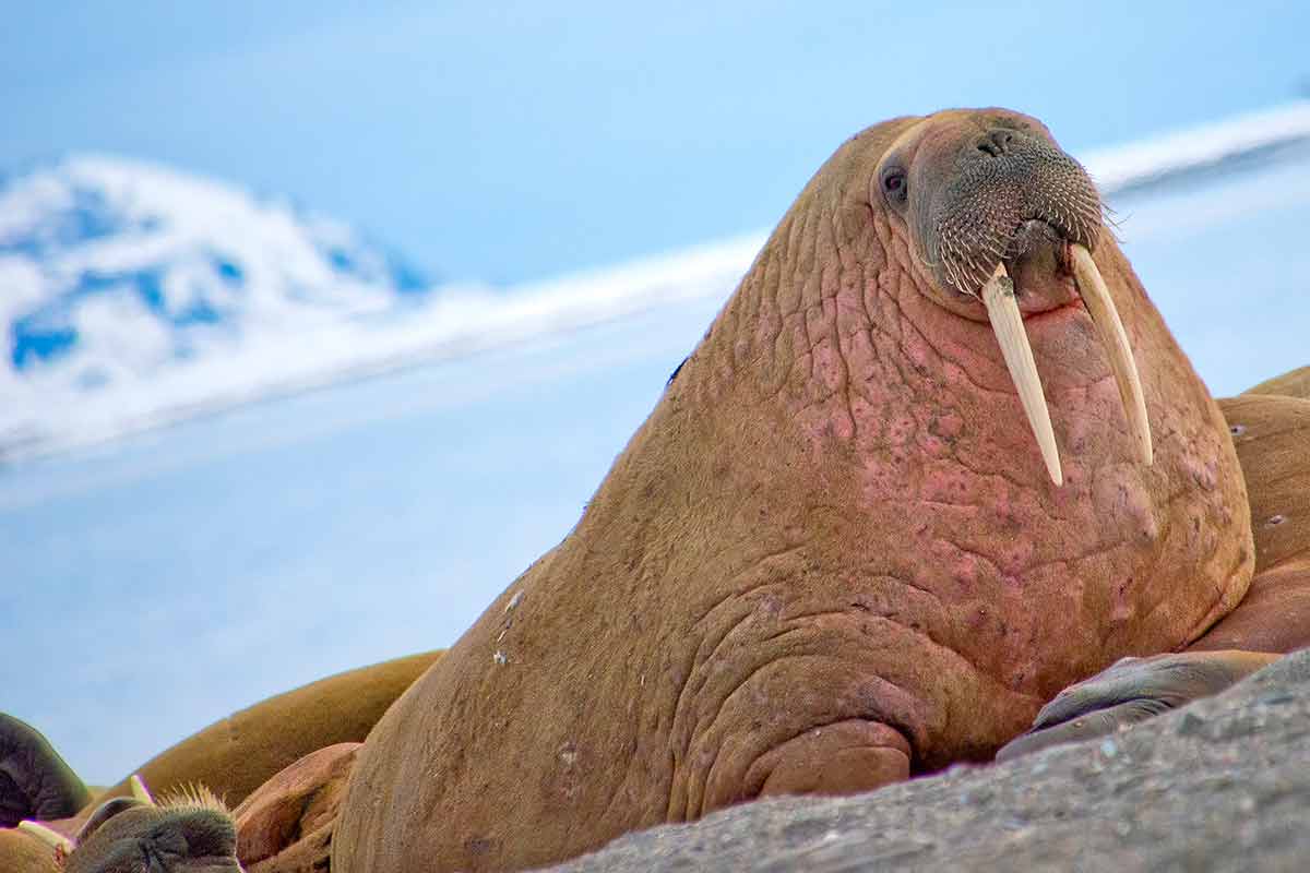when is the best time to visit norway walrus on a beach