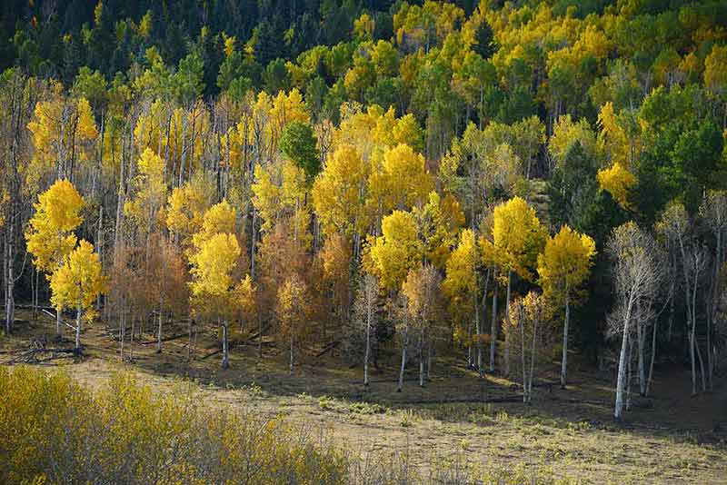 when's the best time to visit colorado yellow and green trees