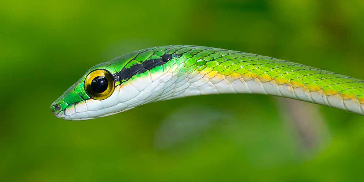 when's the best time to visit costa rica parrot snake