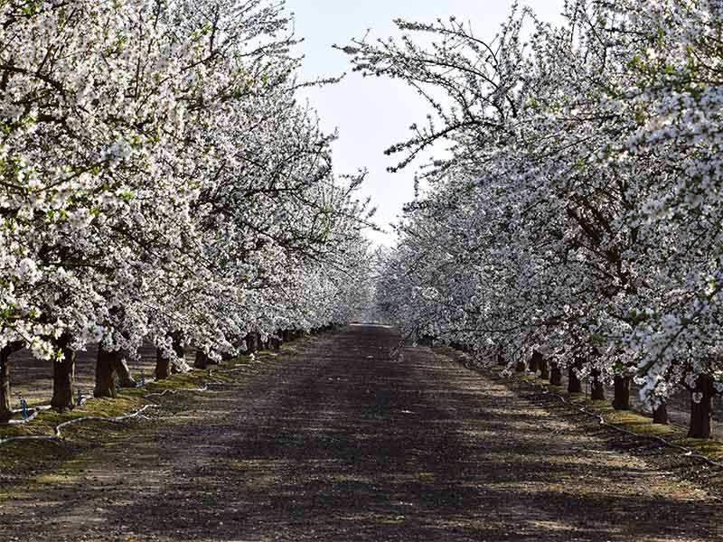 where to go in bakersfield orchards