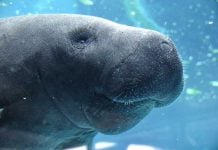where to see manatees