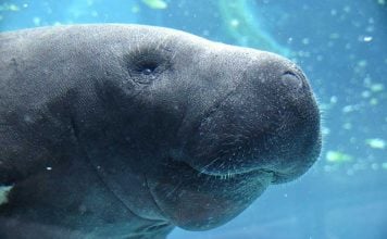 Swim With Gentle Giants! Where To See Manatees Up Close in Florida 🐋 where to see manatees