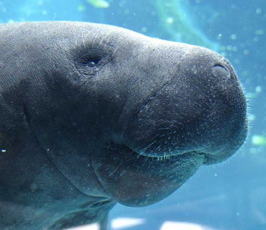 where to see manatees