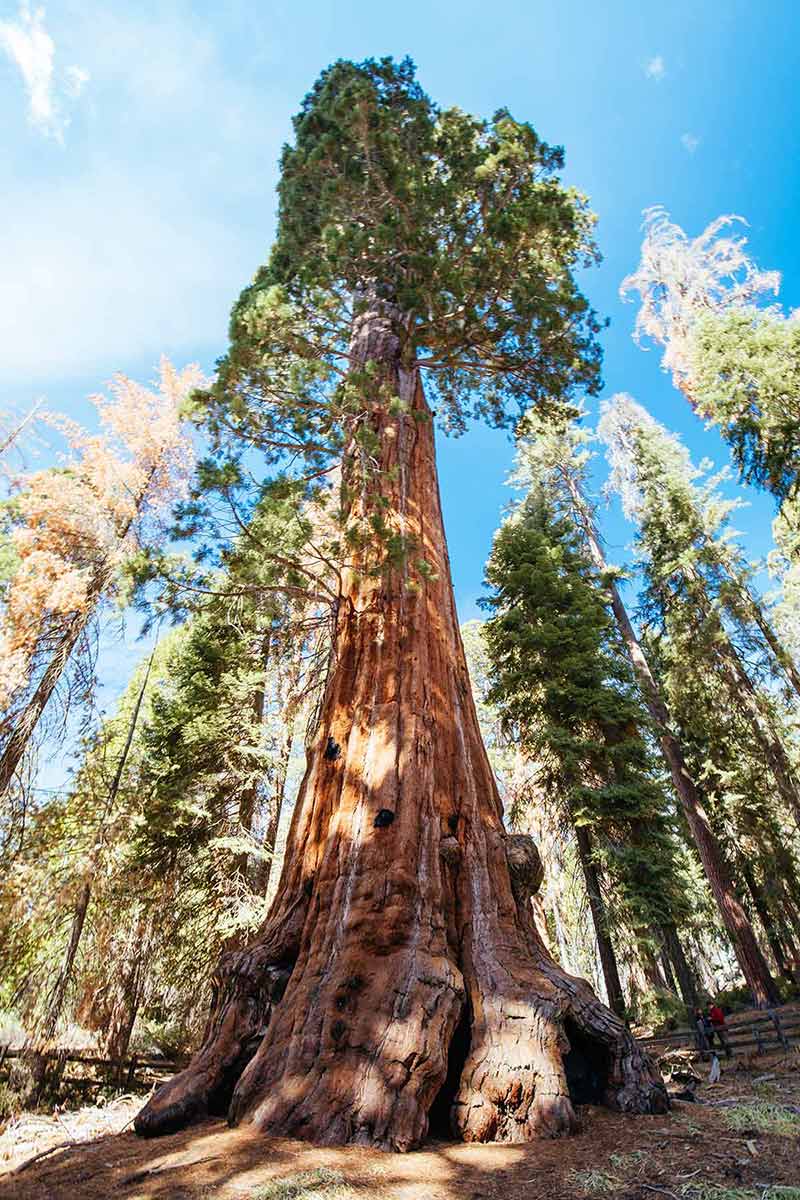 where to spend Christmas in california General Grant Tree