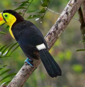 Keel-Billed Toucan, Tropical Rainforest, Costa Rica