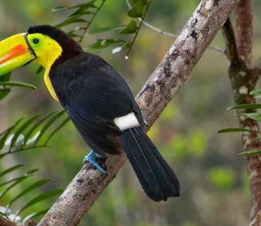 Keel-Billed Toucan, Tropical Rainforest, Costa Rica