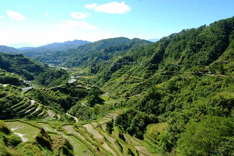 Rice terraces