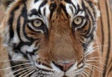 How Many Tigers Are Left in the World? The Answer Will Shock You why are tigers endangered 3