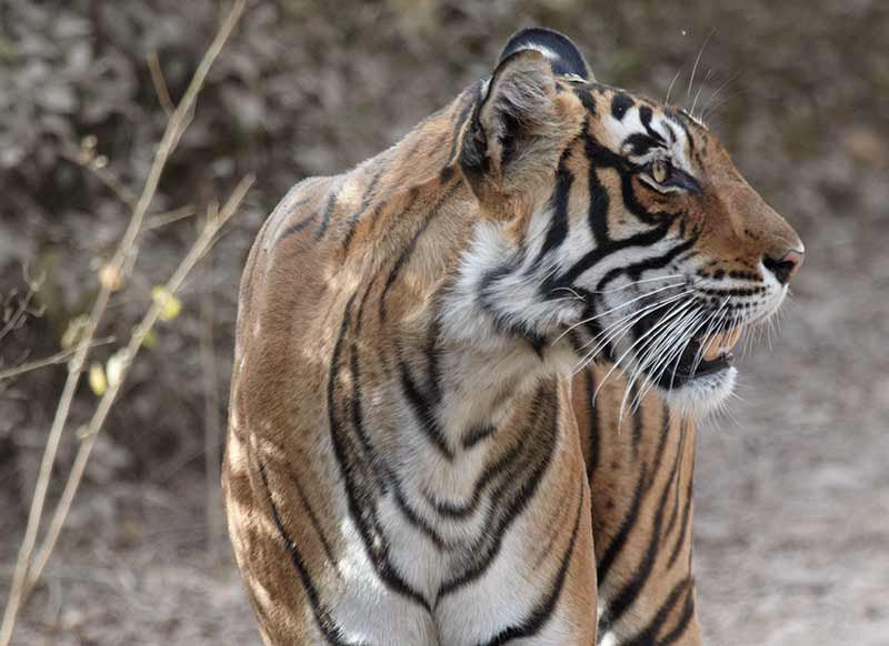 female tiger