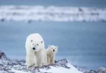 From Polar Bears to Puffins: Canada’s Incredible Wildlife Will Amaze You wild animals in canada polar bears