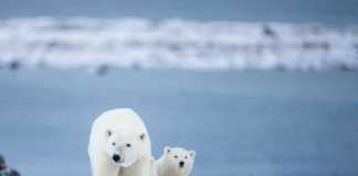 From Polar Bears to Puffins: Canada’s Incredible Wildlife Will Amaze You wild animals in canada polar bears