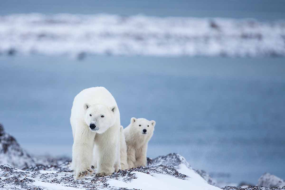 wild animals in canada polar bears