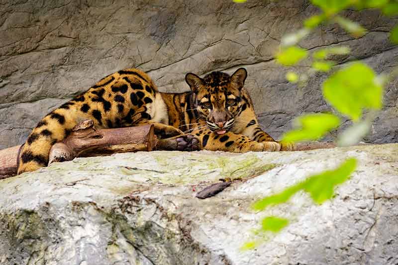 Image Of A Clouded Leopard Relax On The Rocks
