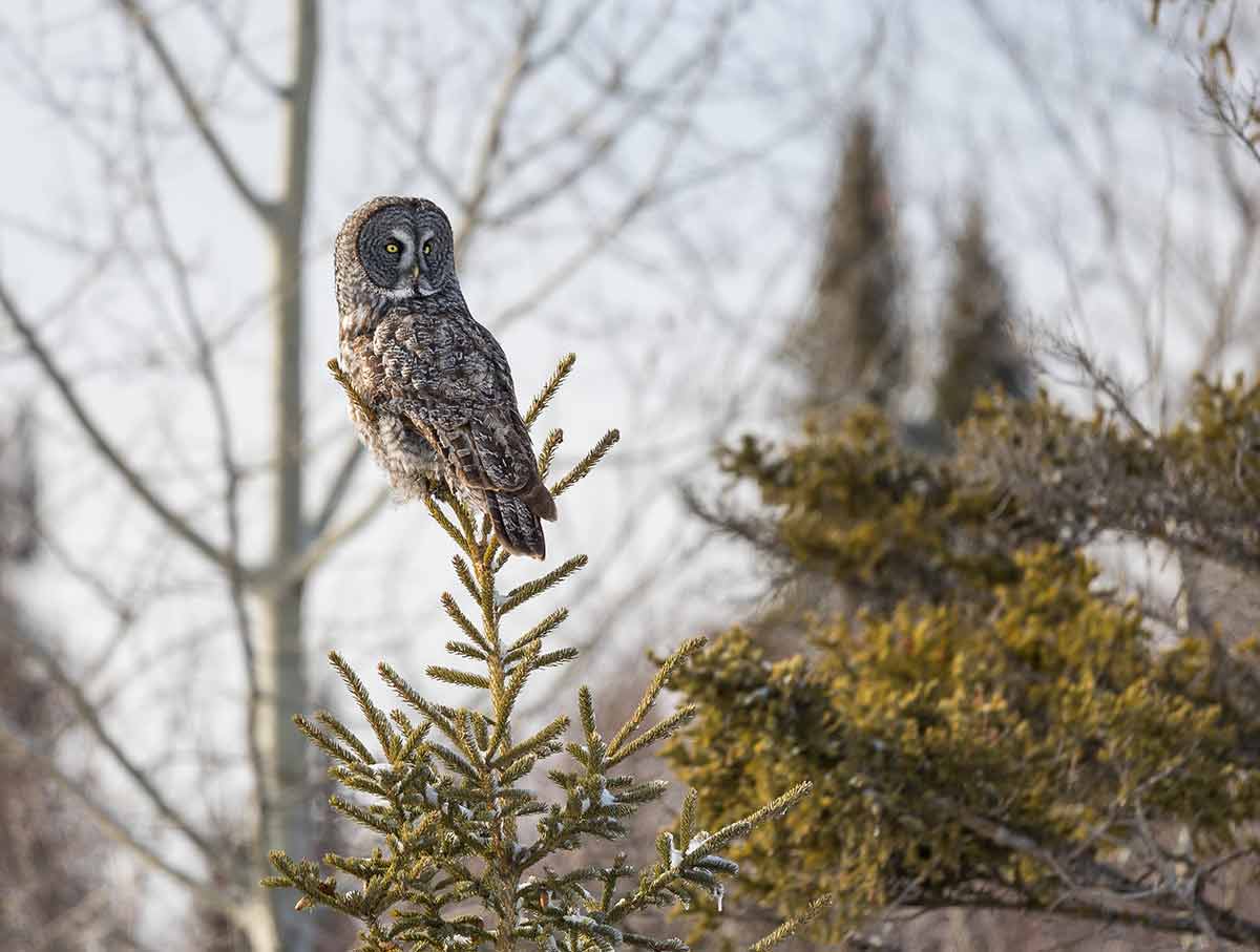 Great Gray Owl perched on top of a tree