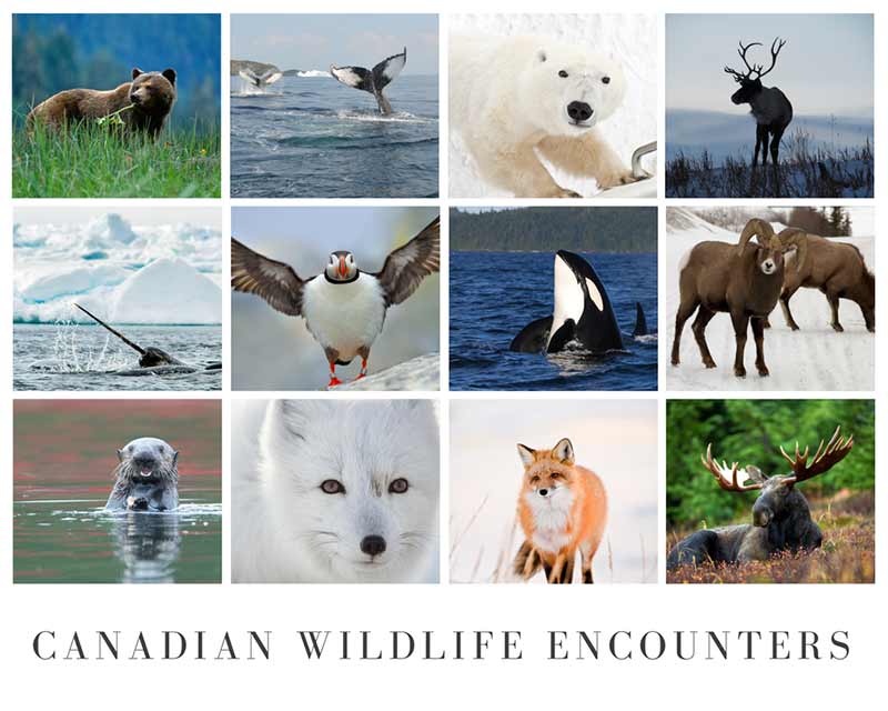 canadian animals list