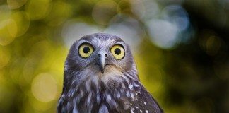 wildlife photography tips owl