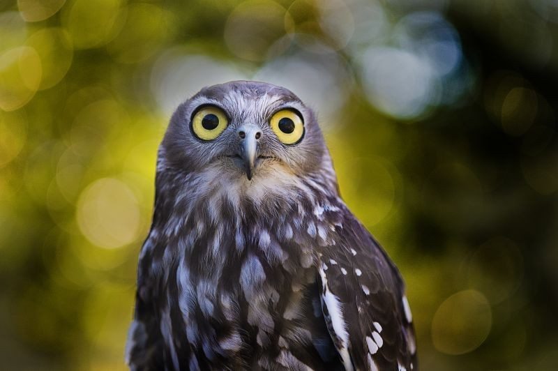 wildlife photography tips owl