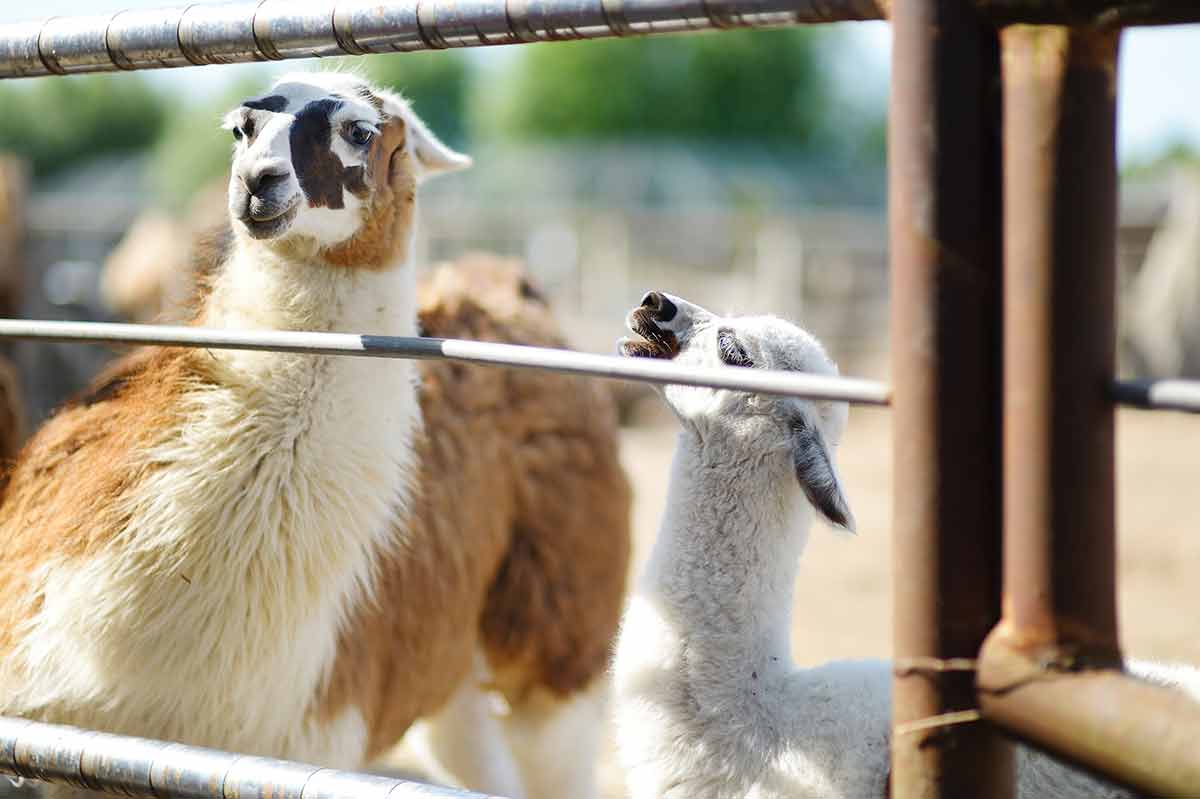 williamstown ky attractions Adult and baby llama behind the fence at the zoo.