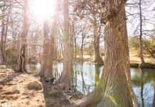 wimberley texas trees around the blue hole
