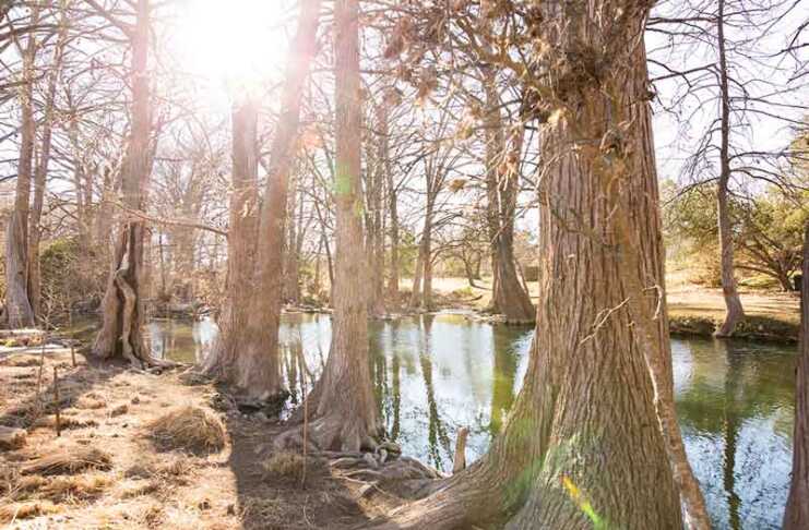 wimberley texas trees around the blue hole